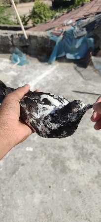 વેચવા ની છે