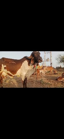 આ ગાય વેચવાની છે