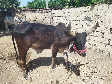 બળદ વેચવાના છે