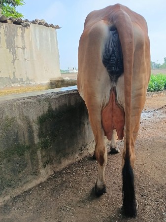 gir hodki vechvani se