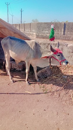 थंबनेल 3