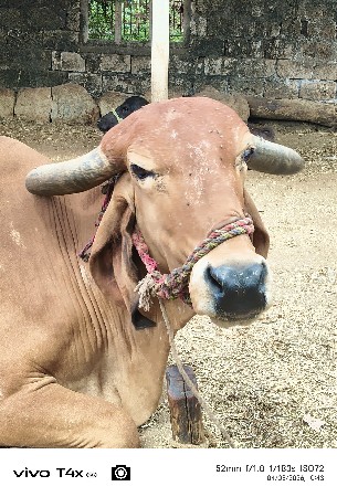 ગાય 3 વેતર છે 
ગીર ગાય