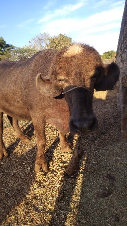 અખંડ ખડાય વેચવાની છે