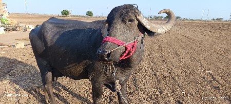 थंबनेल 3