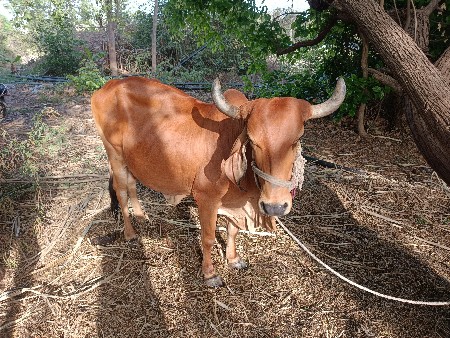 ગાય વેચવાની છે