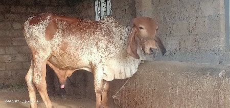 थंबनेल 3