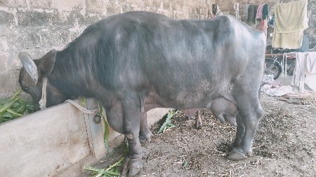 ભેંસ વેચવાની છે