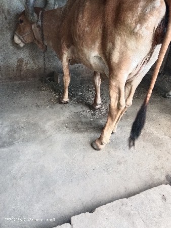 બે દેશી ગાય વેચવાની છે