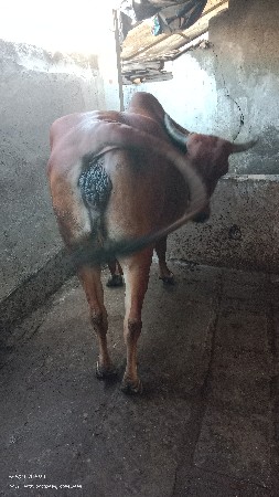 વેચવા ની છે