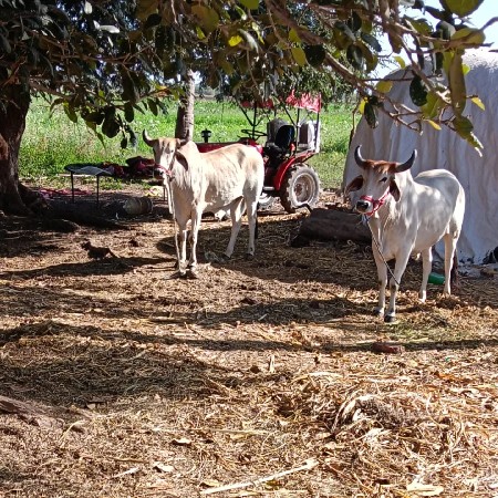 છ છ દાતે છે સાવ સોજા