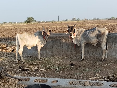 थंबनेल 3