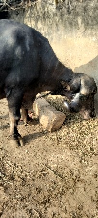 थंबनेल 3