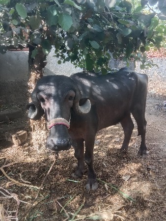 थंबनेल 2