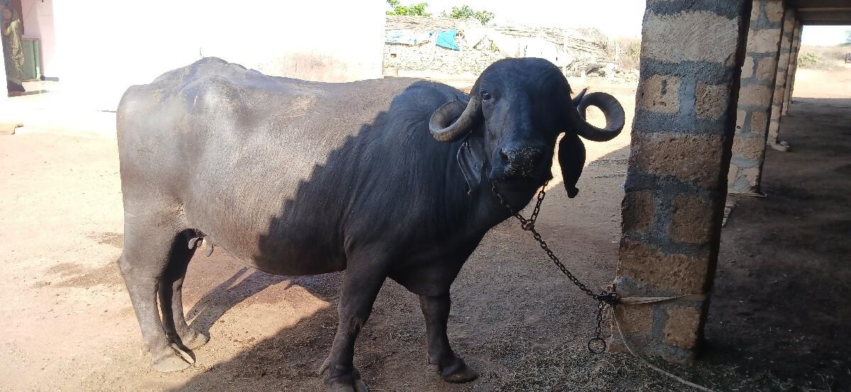 ભેસ વેચવાની છે