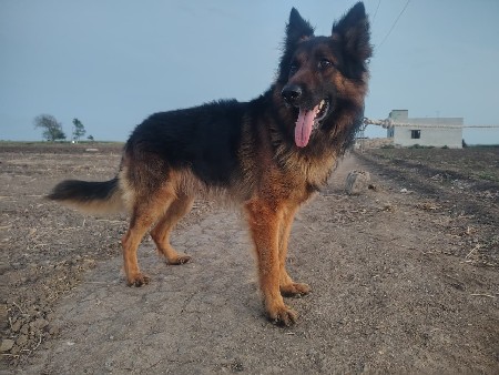 કૂતરો વેચવાનો છે