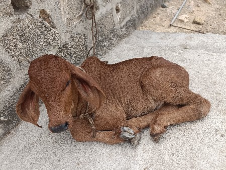 આ ગાય વેચવાની છે