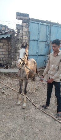 વસે રો વેચવાનો છે સાટા કરવાના છે