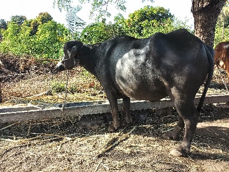 थंबनेल 3