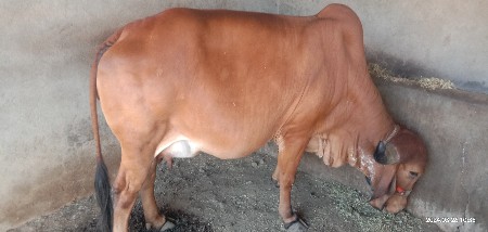 थंबनेल 3