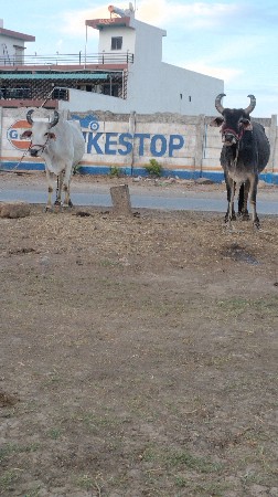 થંબનેલ 2