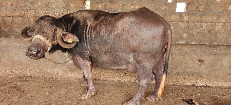 થંબનેલ 3