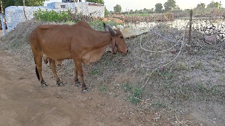 ગાય વેચવાની છે