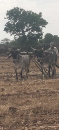 શાર દાતે  છે