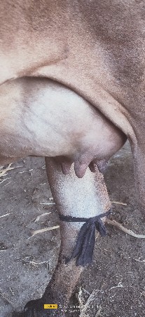 ગીર ઓડકી પેલું વેતર