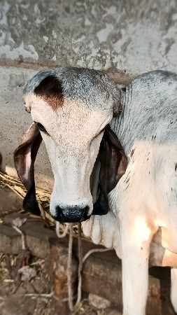 ખુટ આપવા નો છે