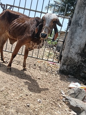 थंबनेल 3