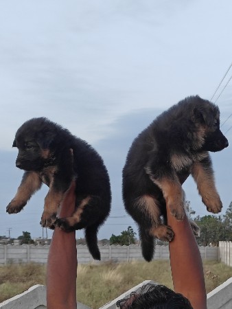 થંબનેલ 3