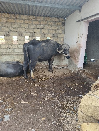 थंबनेल 3