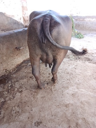 ભેંસ વેચવાની છે 2 મહીના ની વયાણે