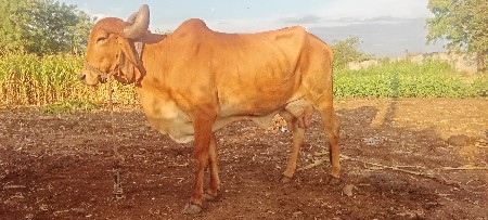 ગાય વેચવાની છે