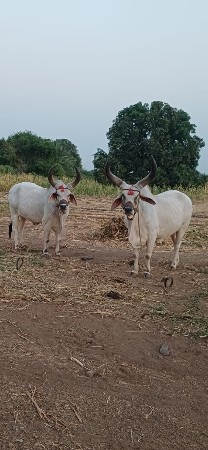 બળધ વેચવાના છે ફલ જવાબ દારી