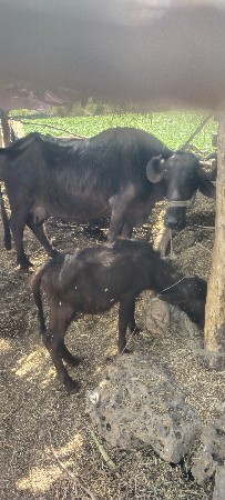 આખડેલી વેચવાની છે