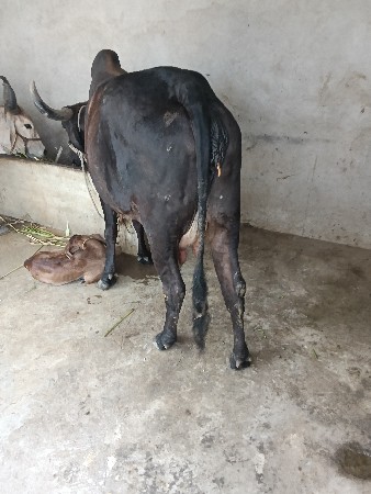 થંબનેલ 3