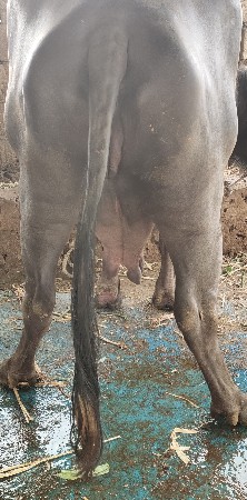 બીજું વેતર