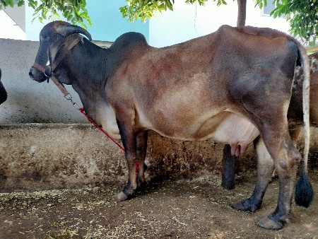 ગાય વેચવાની છે