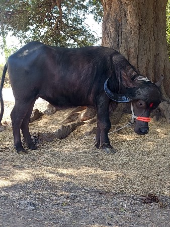 અંખડ ખડાય વેચવાની છે