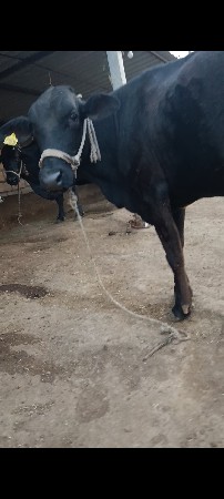 1 મહીનો થયોછે બિજદાન કરાવેલ છે