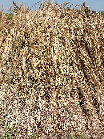 lilu temj sukui nirn