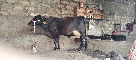 ગાય વેચવાની છે.