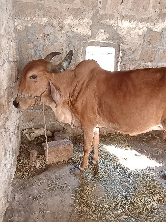 5 divas ni kaachi se
gya vetarma