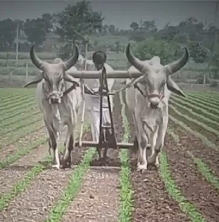 વેસવાનાસે