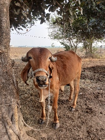 બળદ ગોધલા વેચ વાના છે