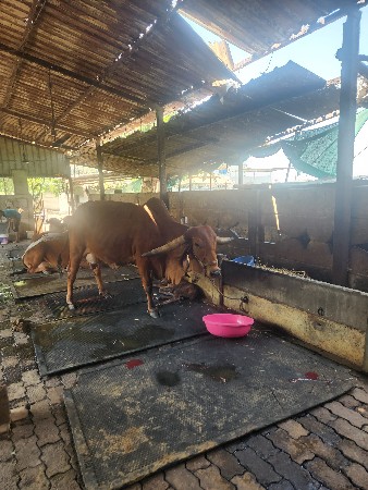 Gayo vechvani chhe