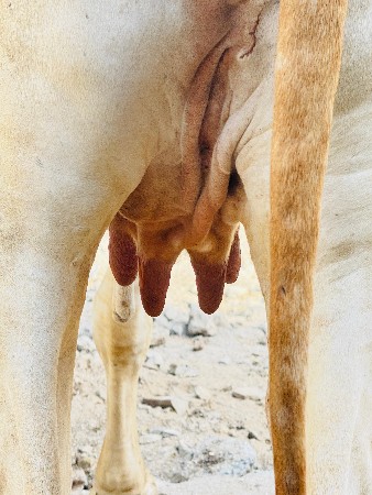 थंबनेल 3