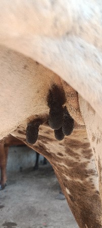 थंबनेल 4