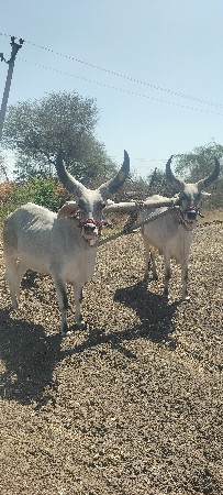 ગોધલા વેચવાના છે